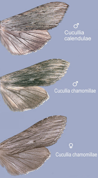 Noctuidae - Cucullia cfr. chamomillae